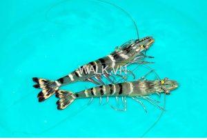 Danh sách nhập tôm bố mẹ Ninh Thuận