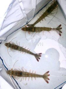 công ty tôm giống Ninh Thuận