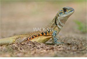 con Dông Cát Ninh Thuận