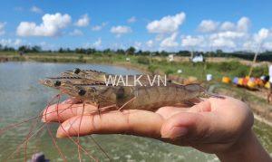 nuôi giống tôm sú Ninh Thuận