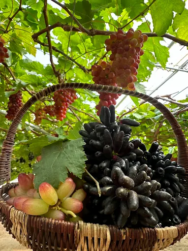 Thái An thành địa của làng nho