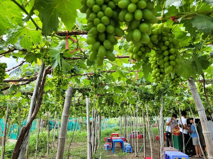 du lịch làng nho Thái An