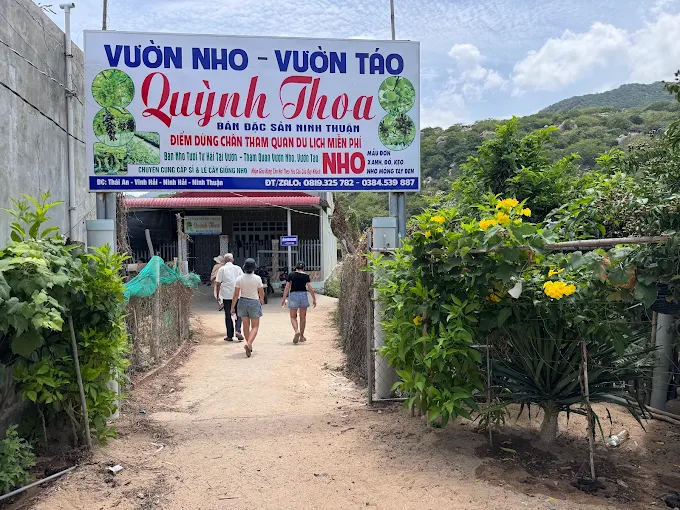 Vườn Nho Quỳnh Thoa - Làng Nho Thái An