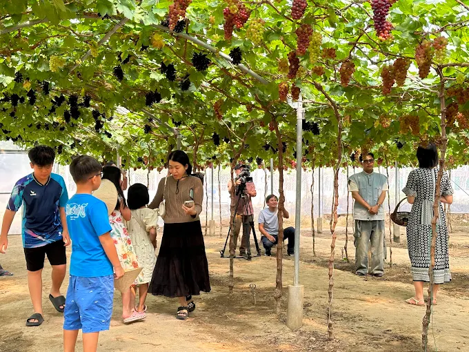 khách du lịch tràn ngập tại vườn nho Thái An