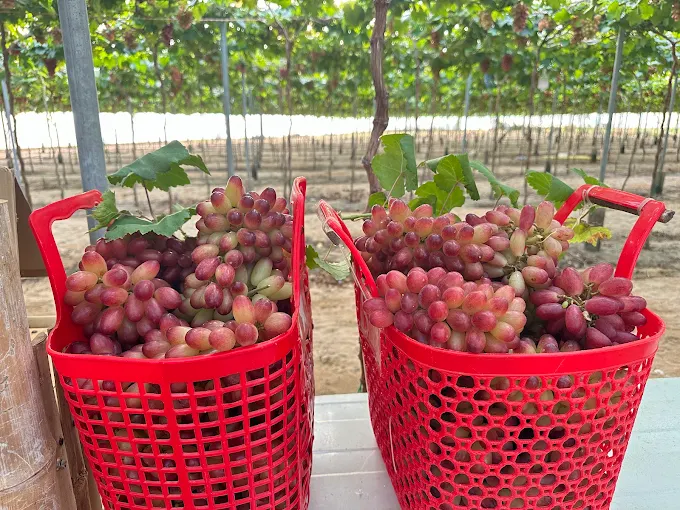 nho tươi đầy cả giỏ