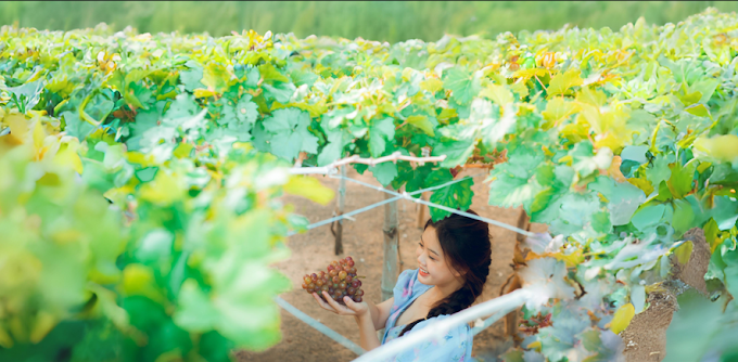 check-in vườn nho Thái An