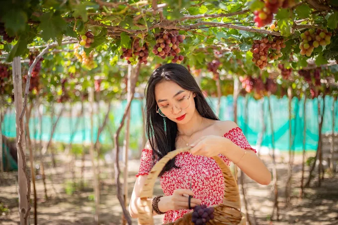 danh sách địa điểm vườn nho Thái An Ninh Thuận