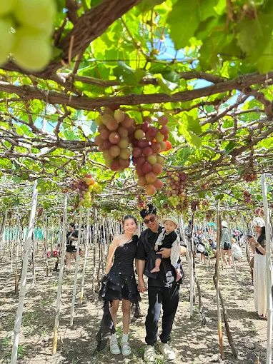 danh sách địa điểm vườn nho Thái An