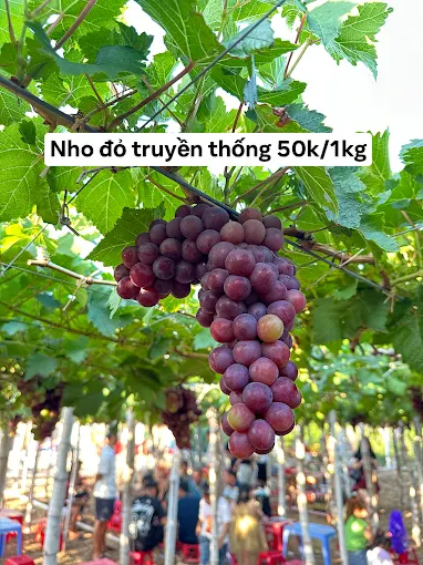 giá nhỏ đỏ tại vườn 50k/kg